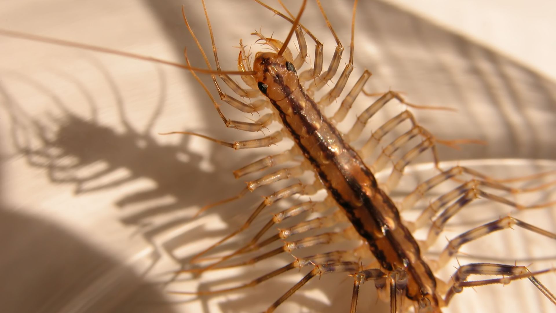 An image of a house centipede showing its three dark stripes.