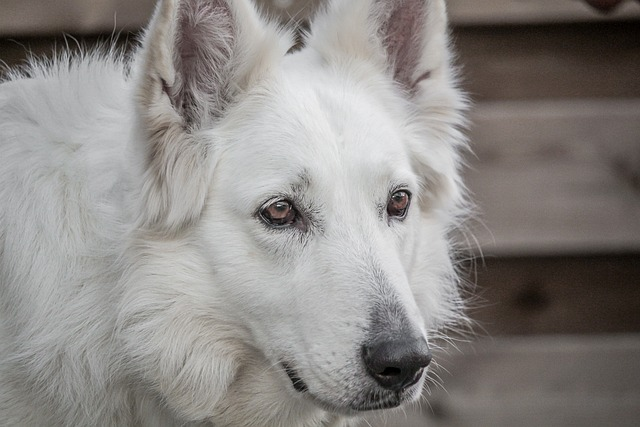 dog, shepherd dog, shepherd