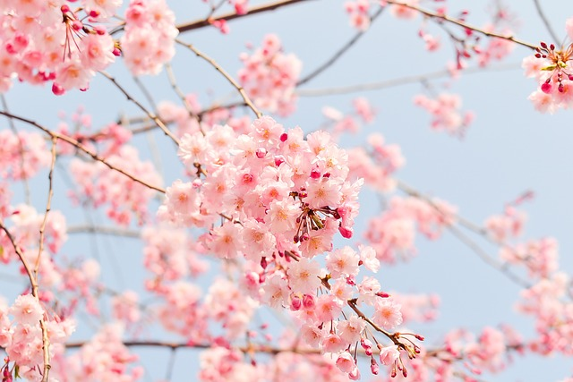 cherry blossom tree, flower wallpaper, pink