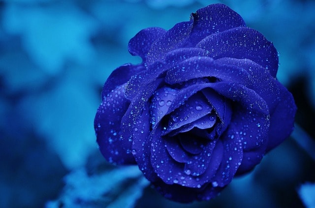 rose, flower, dew, dewdrops, rose flower, droplets, rosaceae, beautiful flowers, blue, bloom, flower background, blossom, flowering plant, ornamental plant, closeup, rose, flower wallpaper, flower, flower, nature, flower, flower, flower, blue