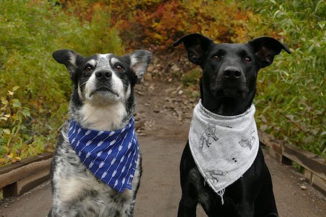 Two Dogs With Blue And White Neck Scarves