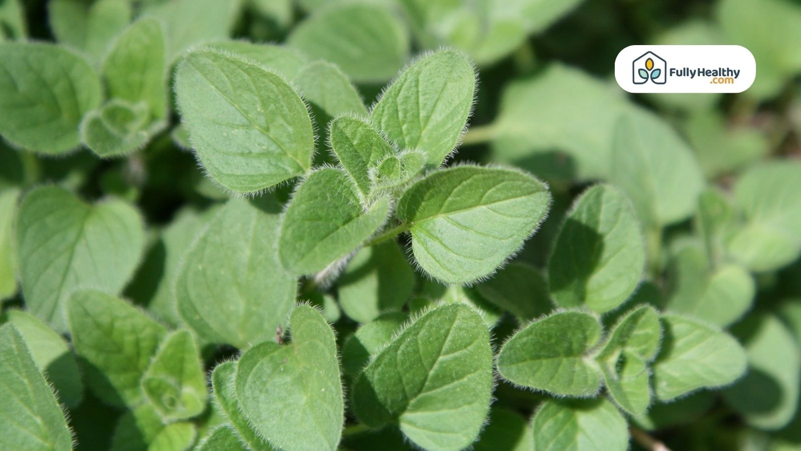 Fresh Mexican oregano leaves growing in sunlight