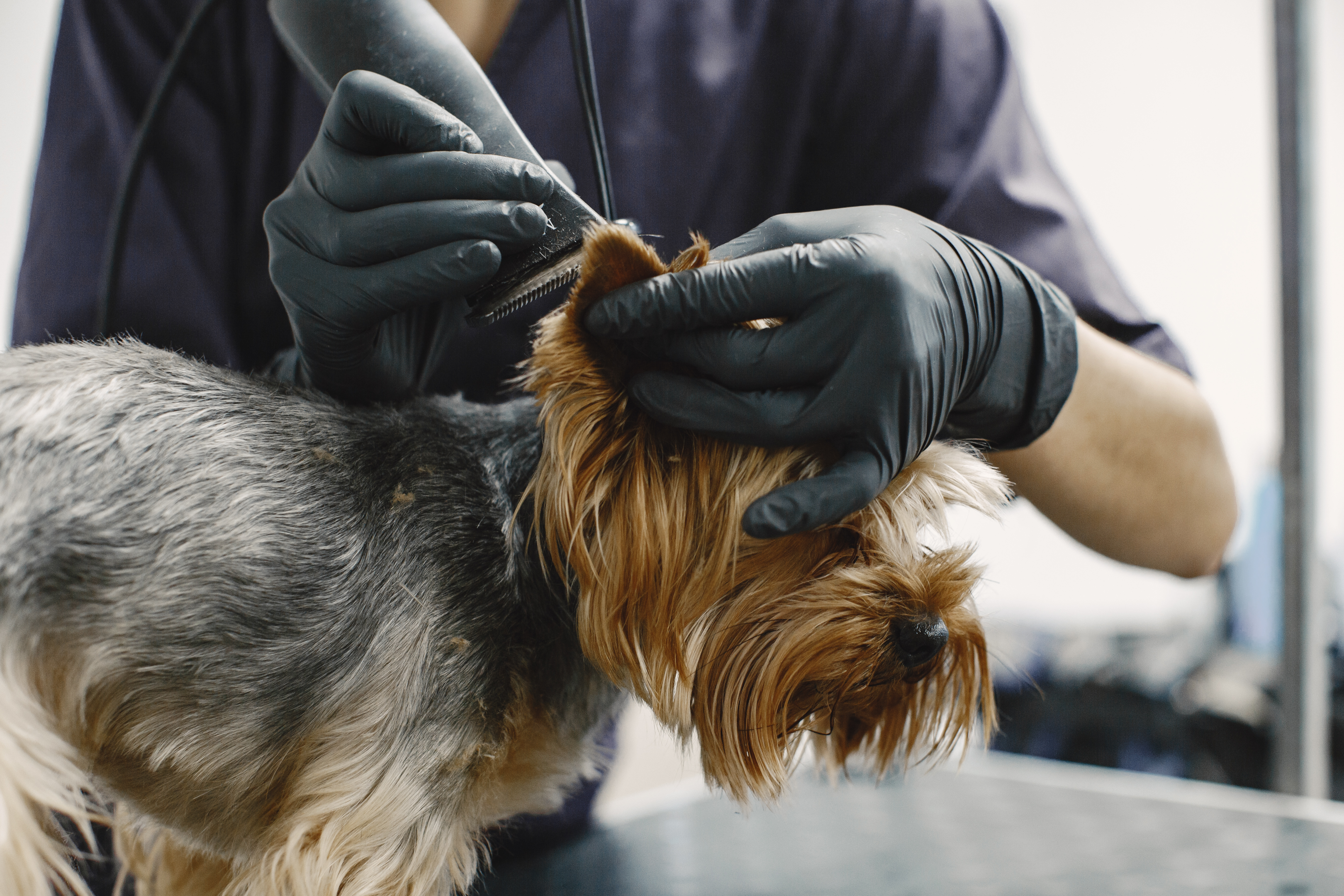 grooming tools, dog's head