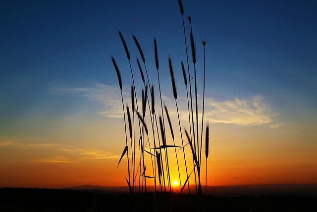 sunset, nature, evening, land conservation