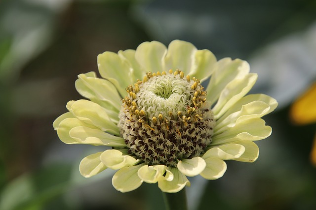 flower, color vanilla, plants