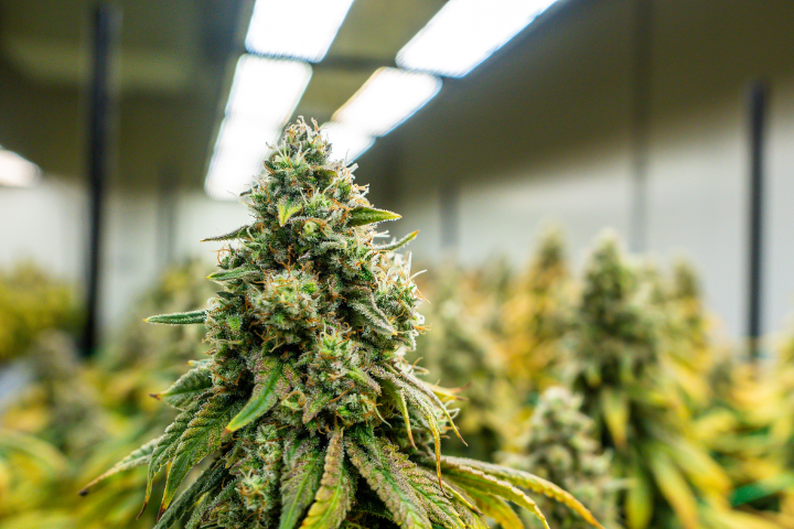 Temperature range control is a must if you want to produce generous harvests when growing indoors.