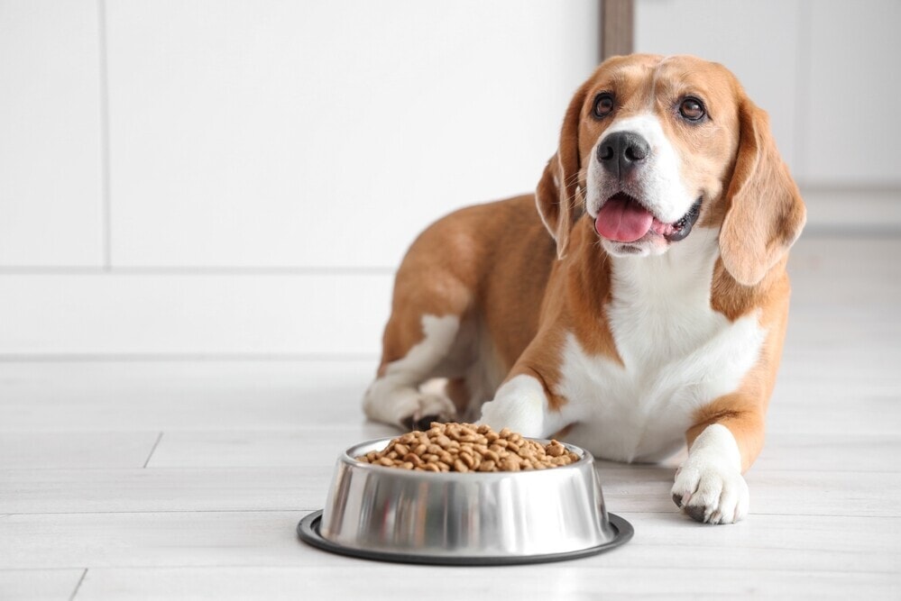 Proper Nutrition for a Healthy Coat