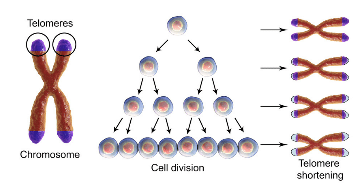 An image of cell division and telomere shortening