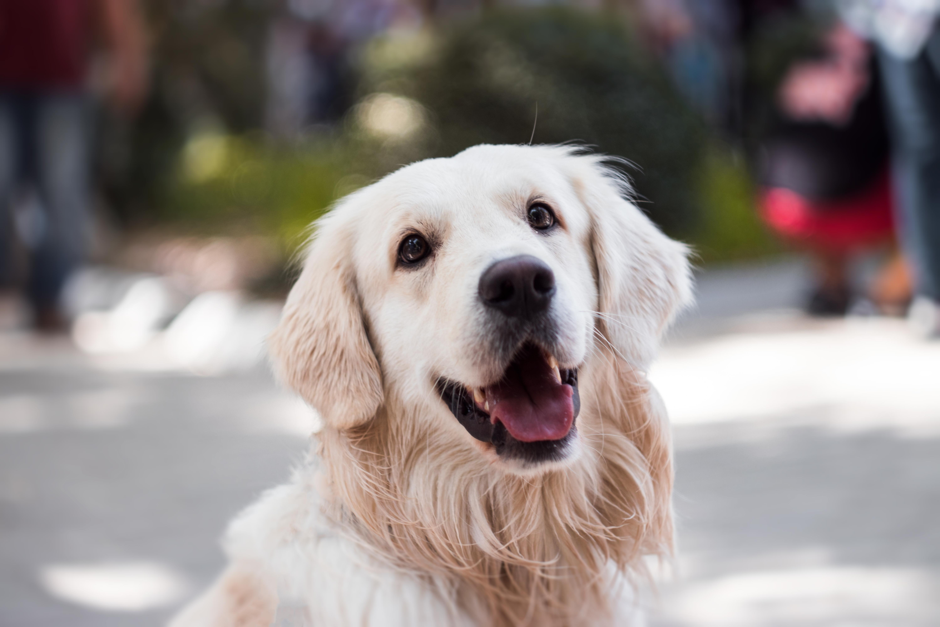 A Golden Retriever at the dog park 