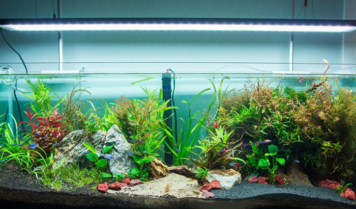 12 Benefits of Live Plants in an Aquarium (Pros and Cons)  Fish tank  plants, Freshwater aquarium plants, Betta aquarium