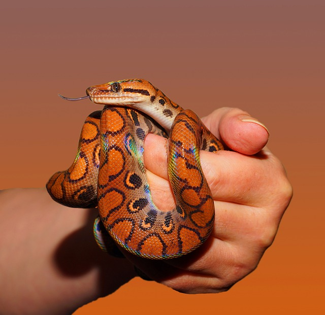 Rosy Boa Care Sheet and Beginner Guide