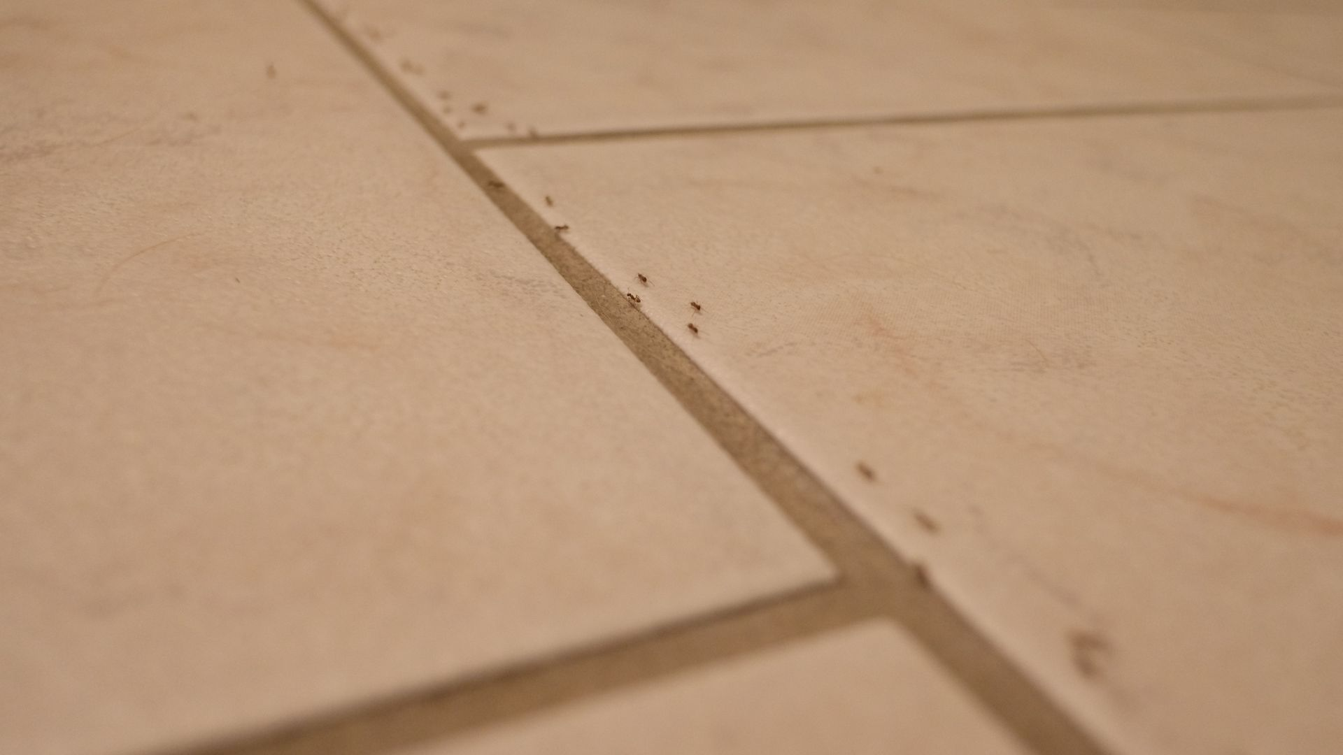 An image of ants walking along a path on a kitchen floor.