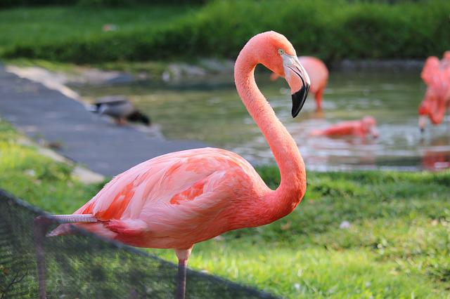 flamingo, san diego, zoo, Balboa park, San Diego skyline, san Diego attraction 