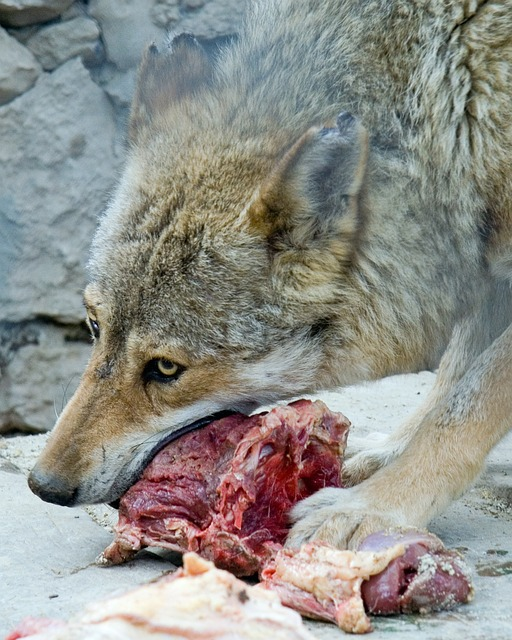 wolf, eat, predators