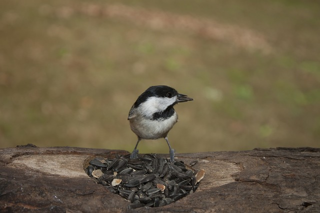 carolina chickadee, bird, chickadee