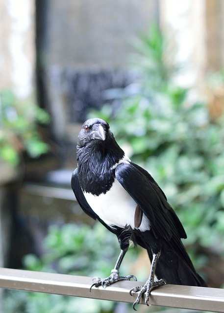 pied crow, bird, nature