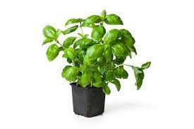 58,058 Basil Plant Stock Photos - Free & Royalty-Free Stock Photos from  Dreamstime