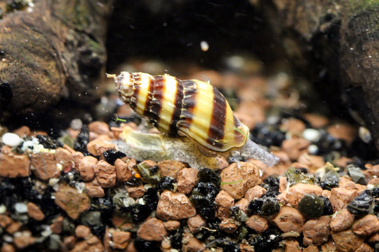 the assassin snail in a tank