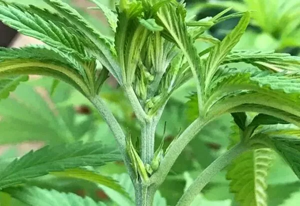 Male plant