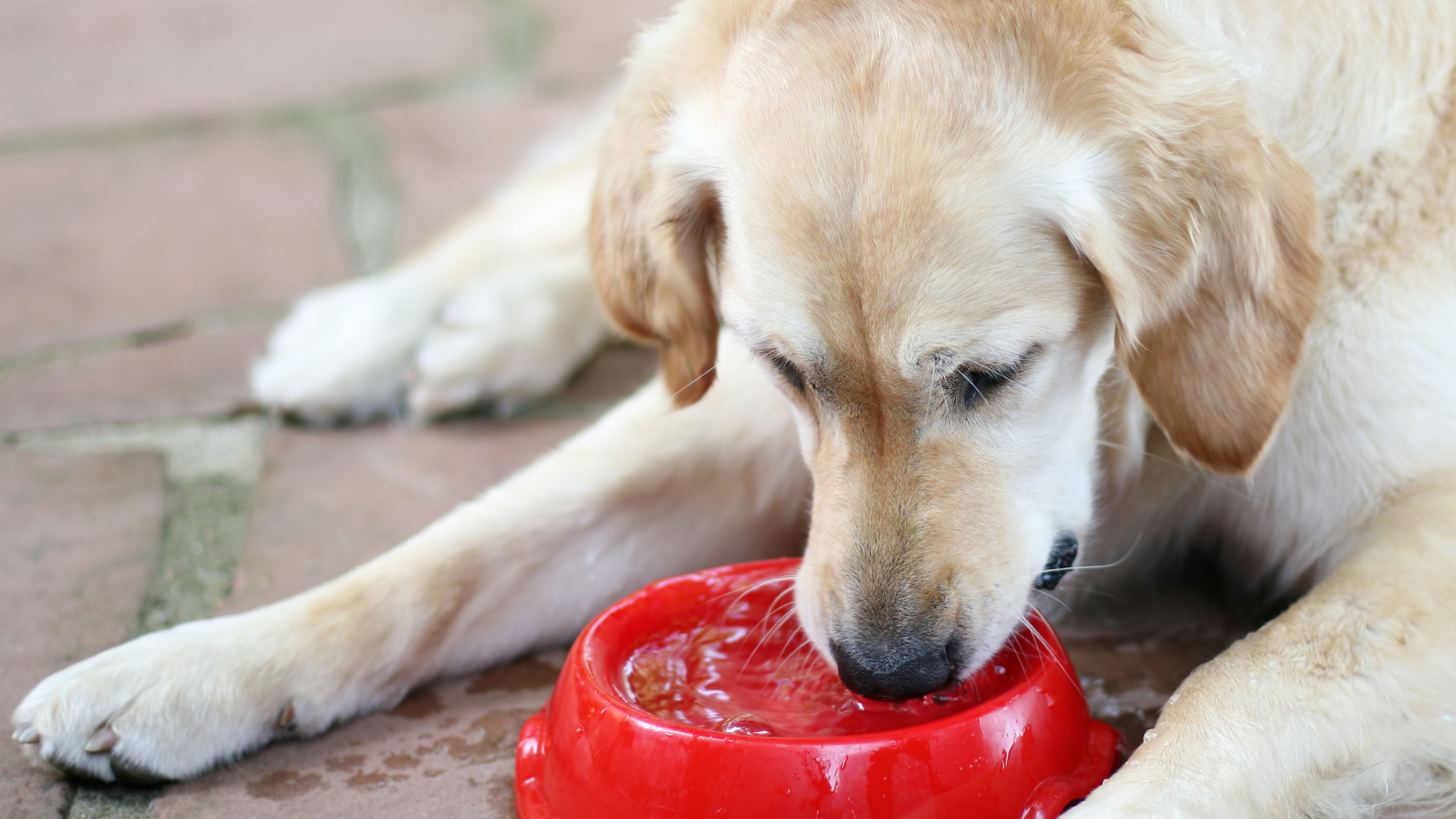 Hund, Hunde, Futter, Senior