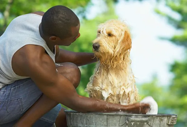  Green Dog Grooming At Home