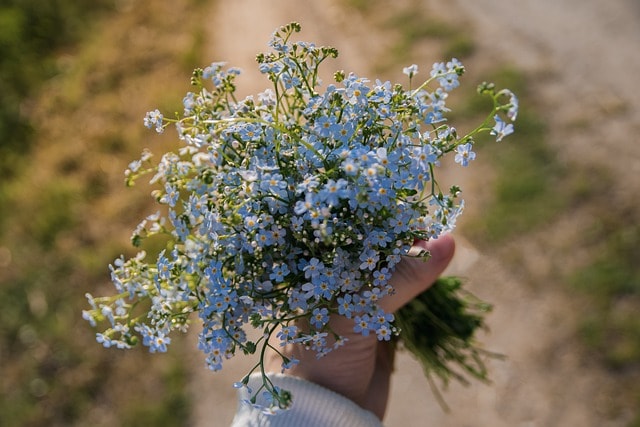 forget-me-nots, scorpion grasses, blue flowers, bouquet, flowers, beautiful flowers, flower wallpaper, nature, myosotis, forget-me-not, wildflowers, bouquet, bouquet, bouquet, bouquet, bouquet, nature, forget-me-not, flower background, wildflowers, wildflowers