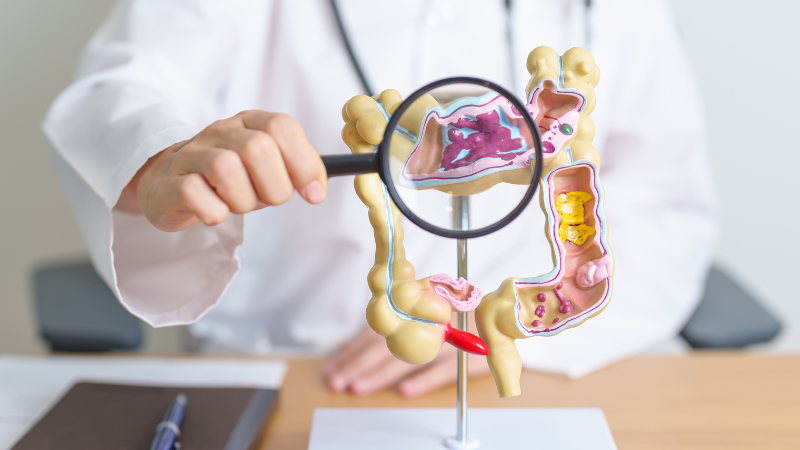 Die Darmschleimhaut ist ein zentrales Organ für Schutz, Versorgung und Kommunikation im Körper