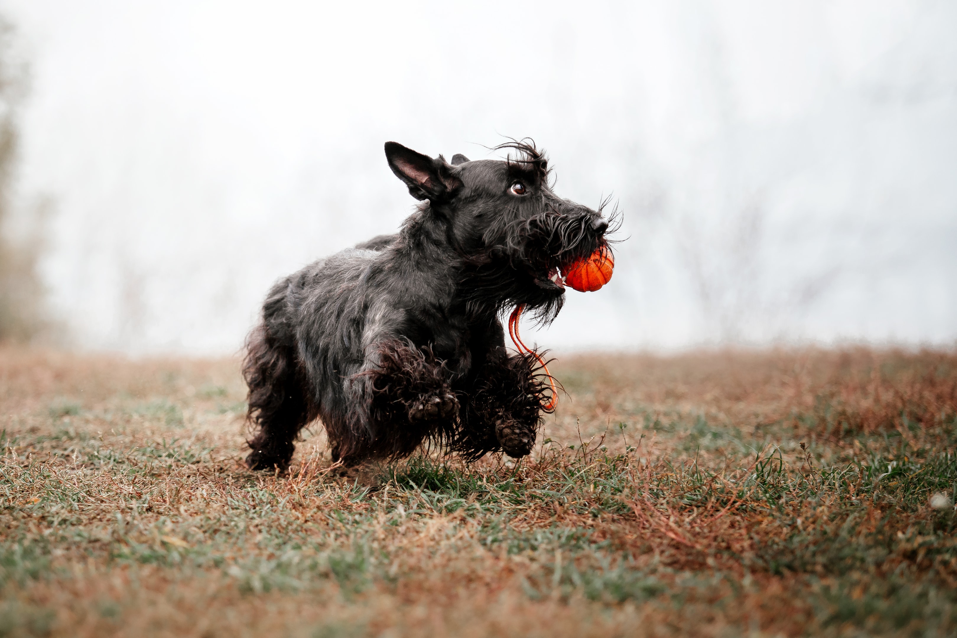 A well trained Scottish Terrier fetching a ball
