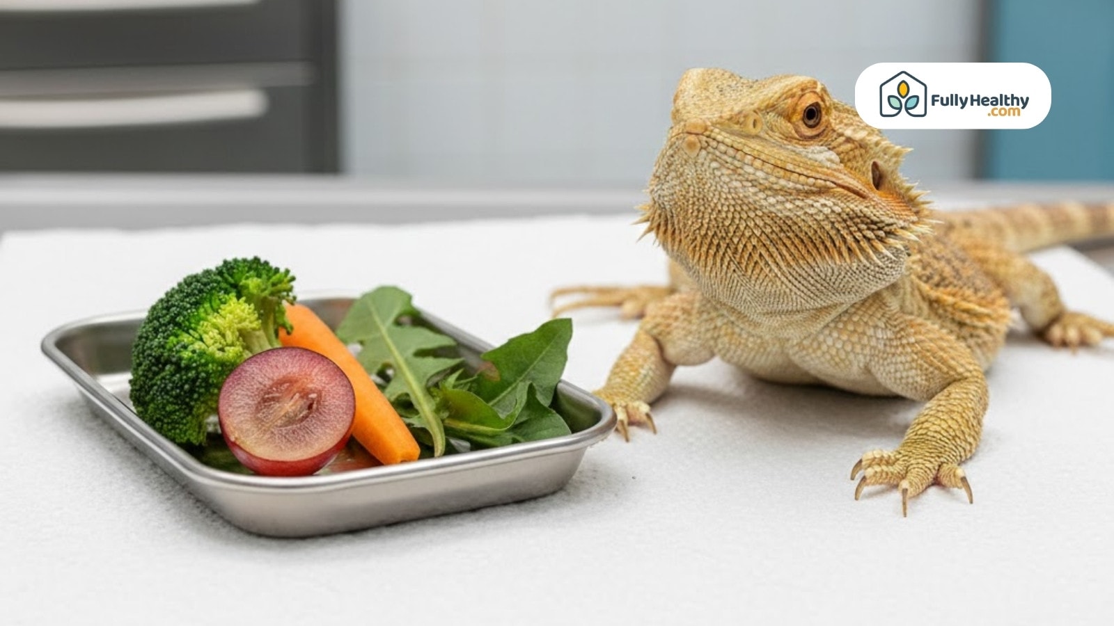 Bearded dragon near tray of vegetables and grape slice on examination table