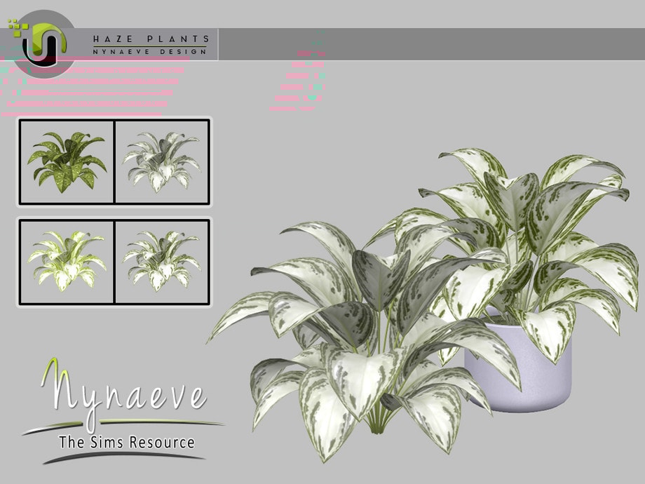 Haze Aglaonema Plant