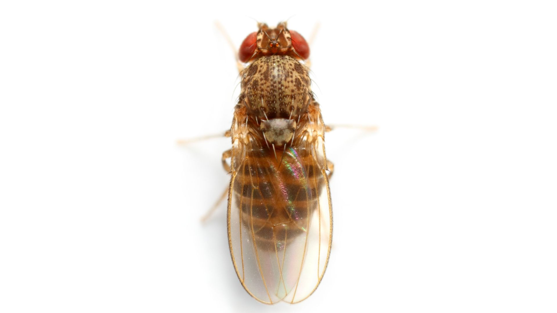 A top-down view of a fruit fly.