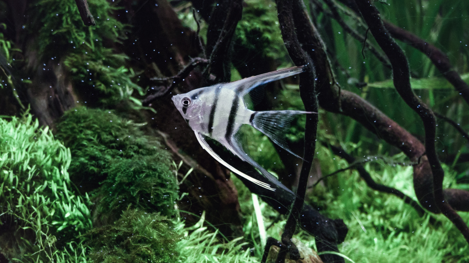Angel Fish are graceful, gorgeous and the absolute queen of soft water aquariums.