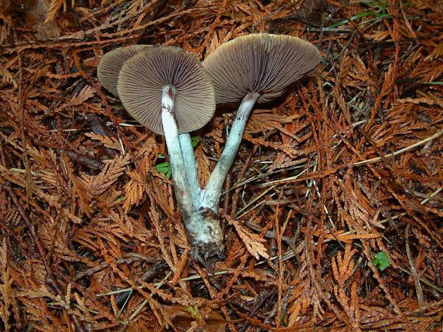 blue meanie, habitat, panaeolus cyanescens