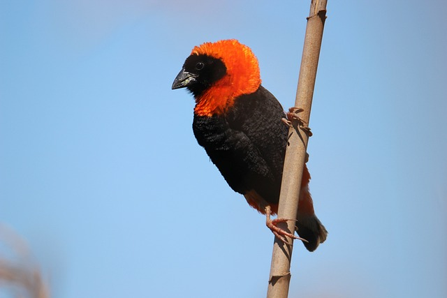 red bishop, bishop, avian