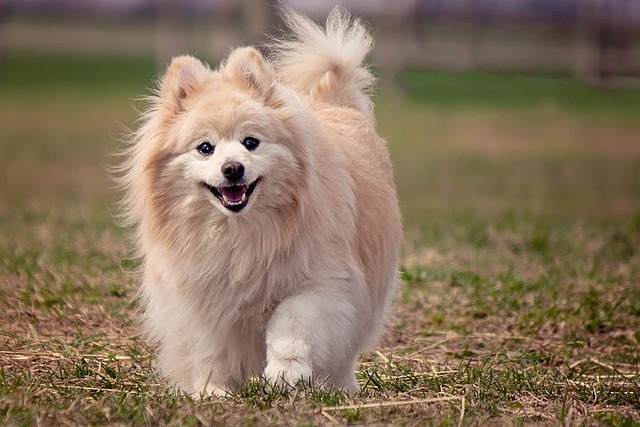 dog, pomeranian, cute