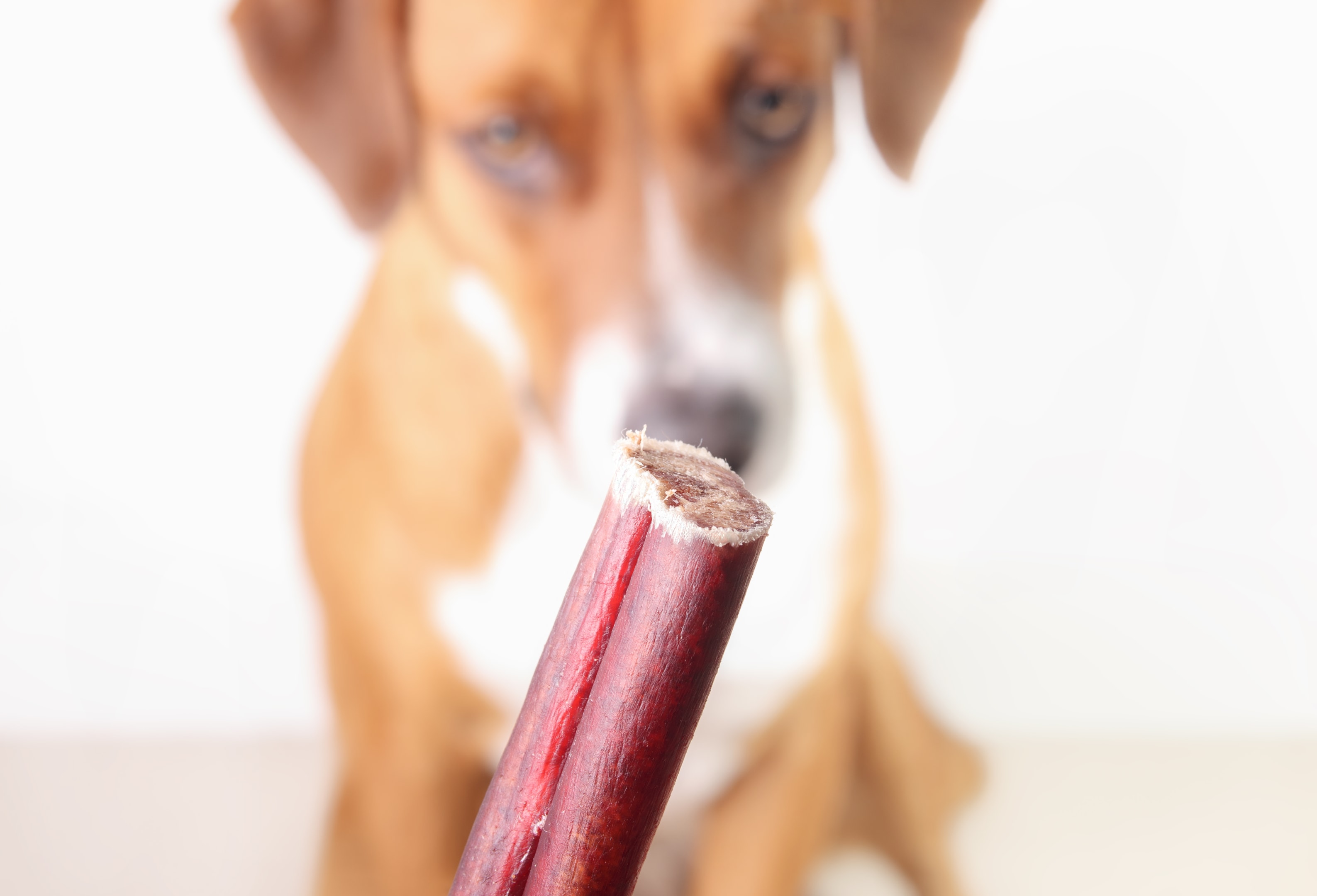 A happy dog enjoying a beef pizzle treat, showcasing its health benefits.