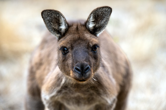 kangaroo, eastern grey kangaroo, kangaroo island