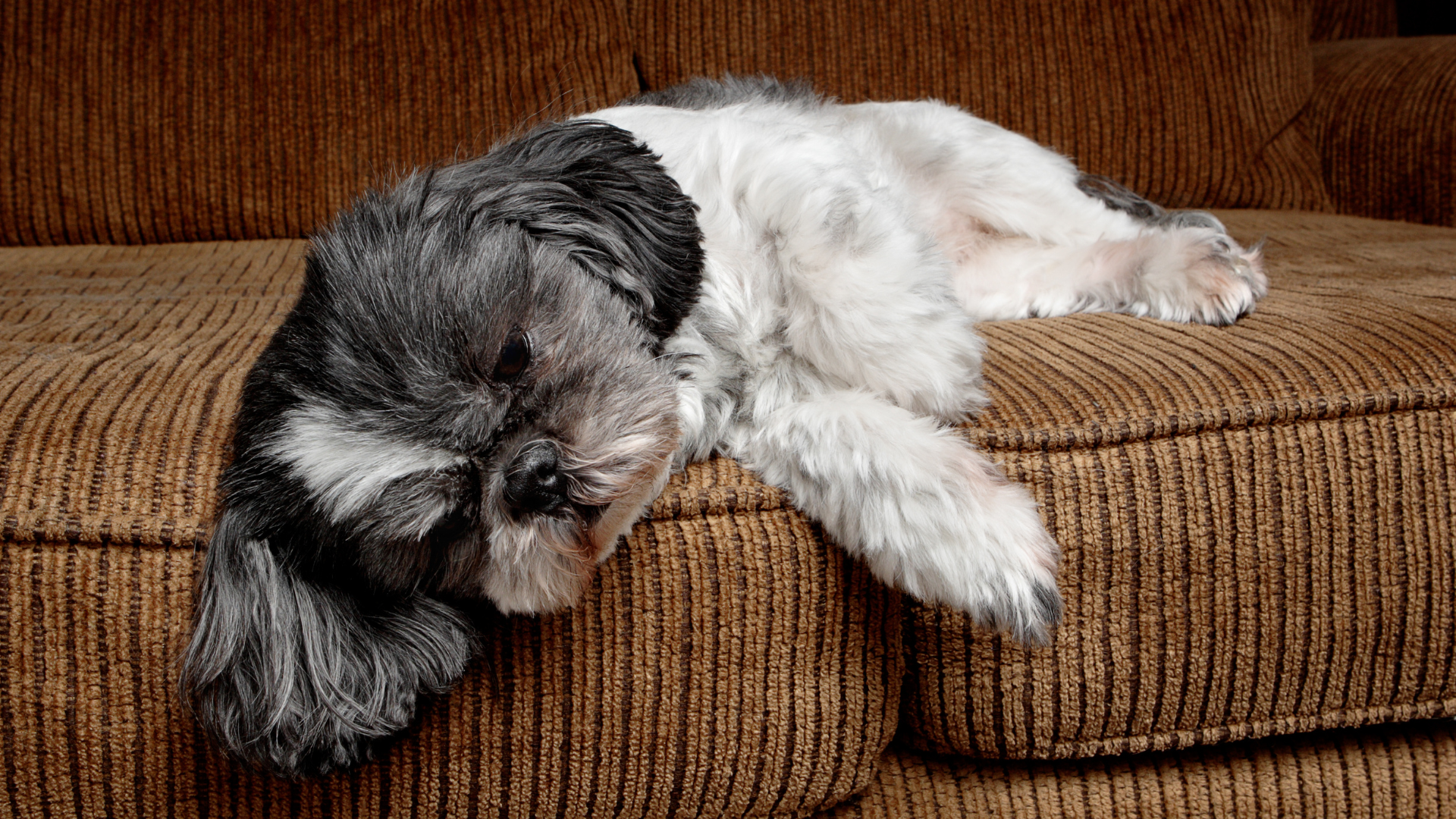 Hund, Leaky Gut, Leaky Gut Syndrom, Darmbarriere, Darmwand, Darmschleimhaut, Darmflora, Gesundheit