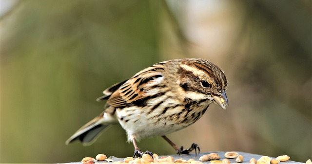 bird, perching bird, songbird