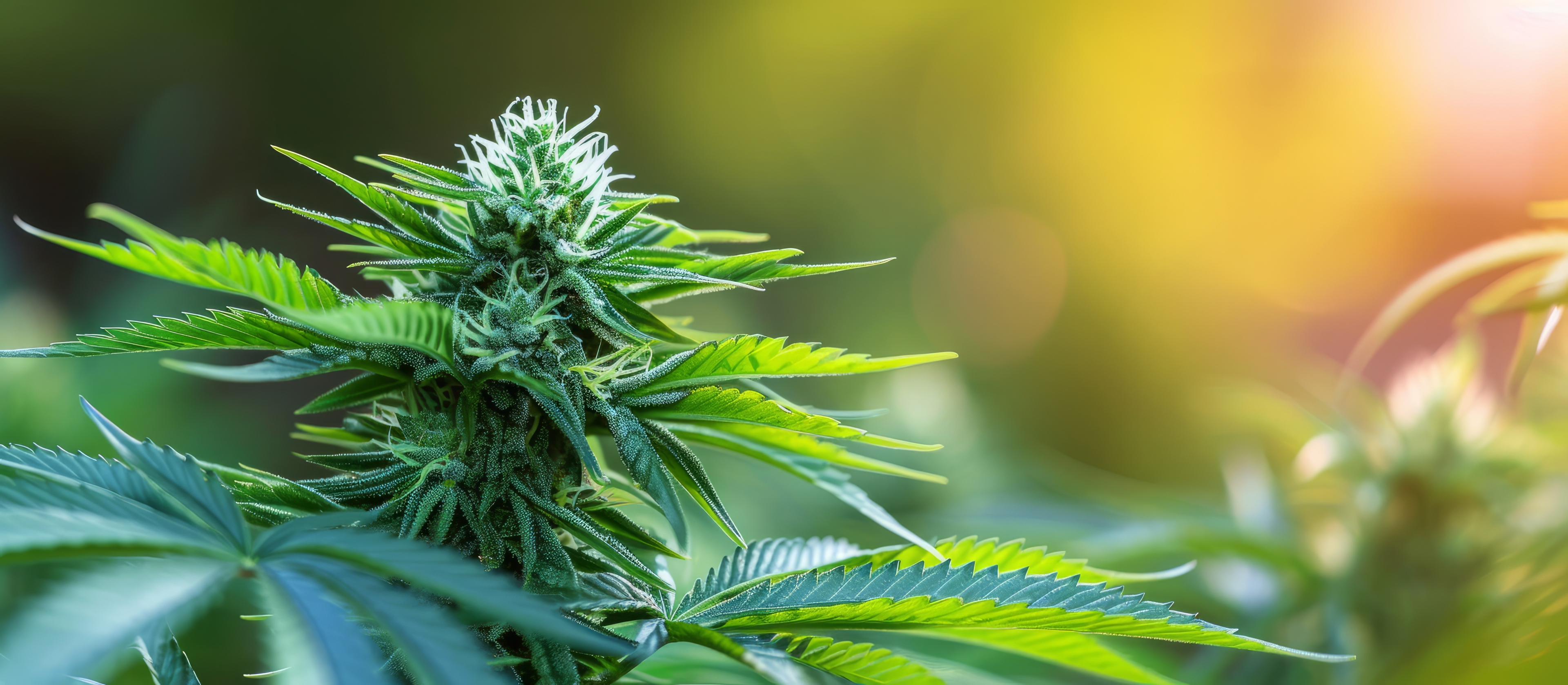 Delta 9 THC is the main compound in the plant, while CBD is non-psychoactive. Depending on various factors, your tolerance, strain, and mg, edibles may influence you differently.