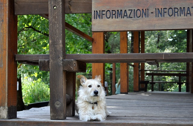 dog, reception, guardian