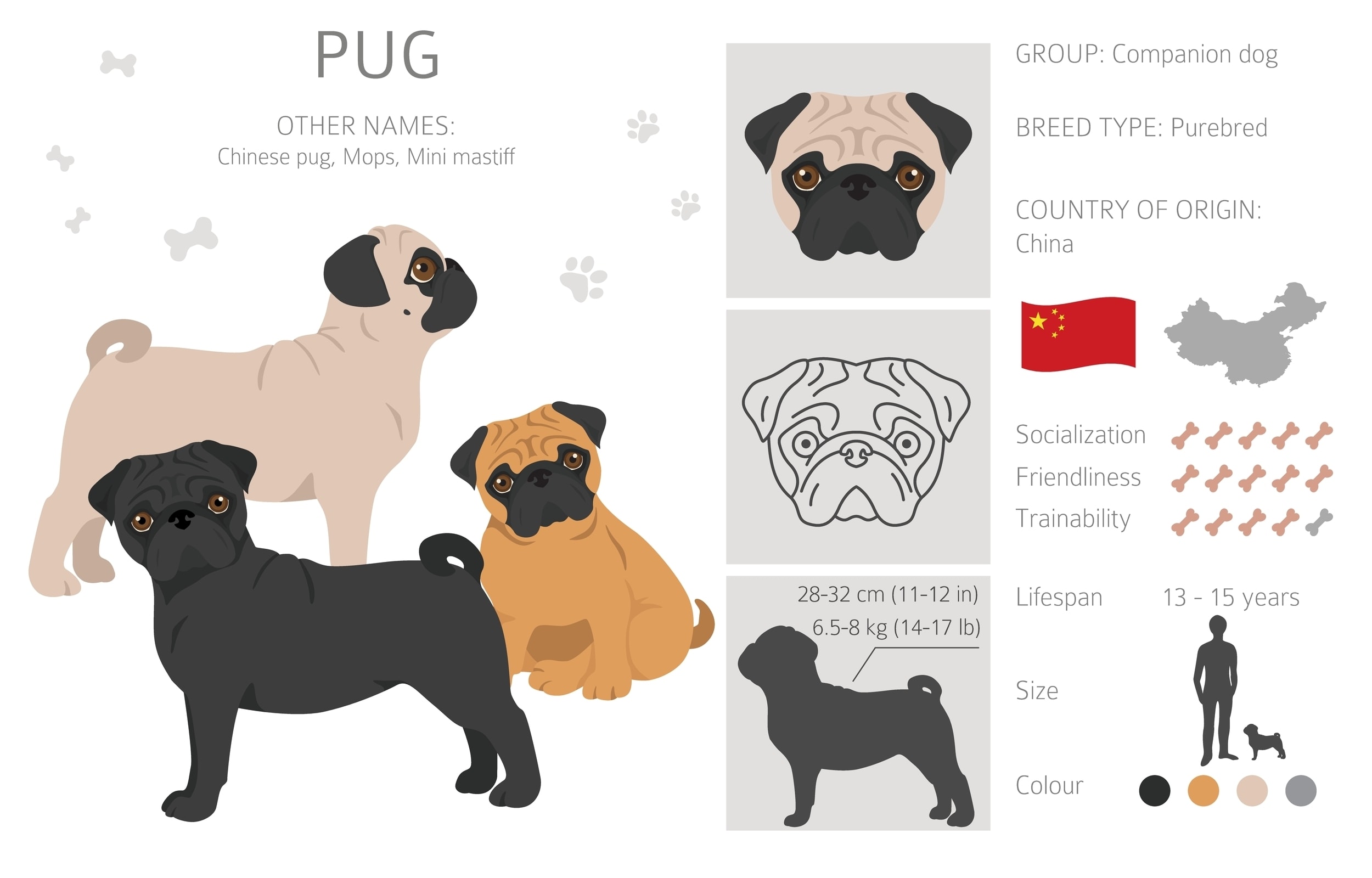 An infographic of the Pug dog breed