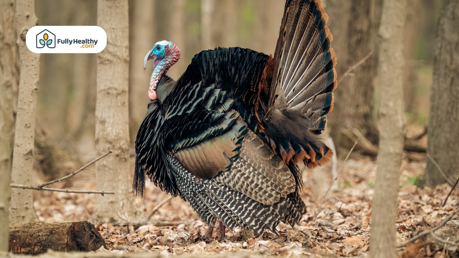 Wild turkey displaying colorful feathers while standing in autumn forest