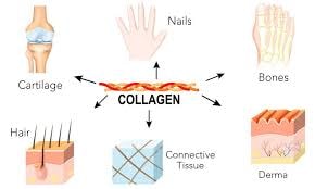 connective tissue | skin hydration |collagen rich foods