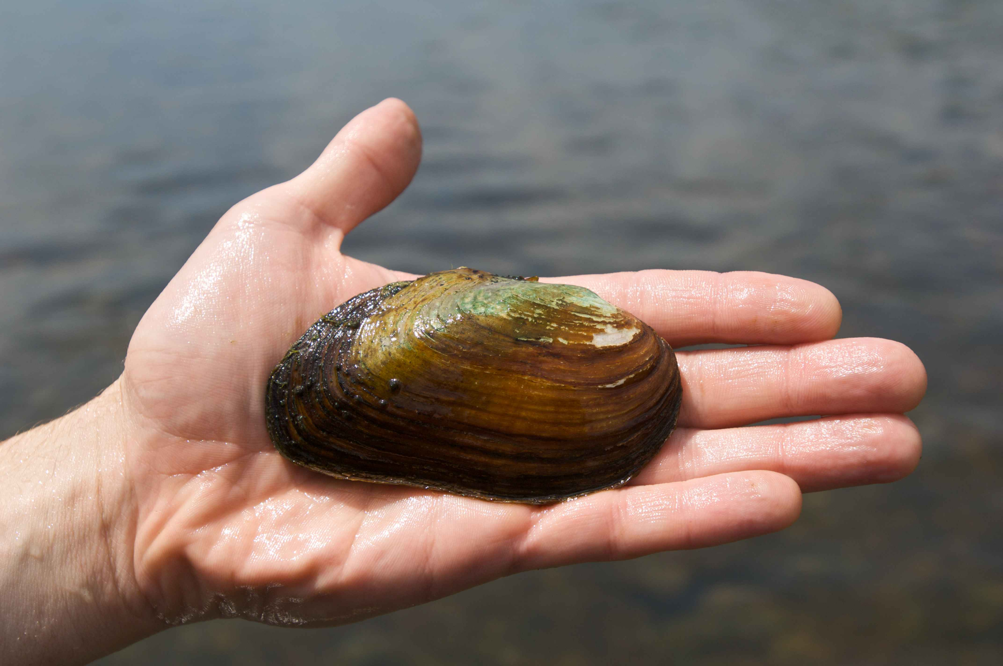 a freshwater clam