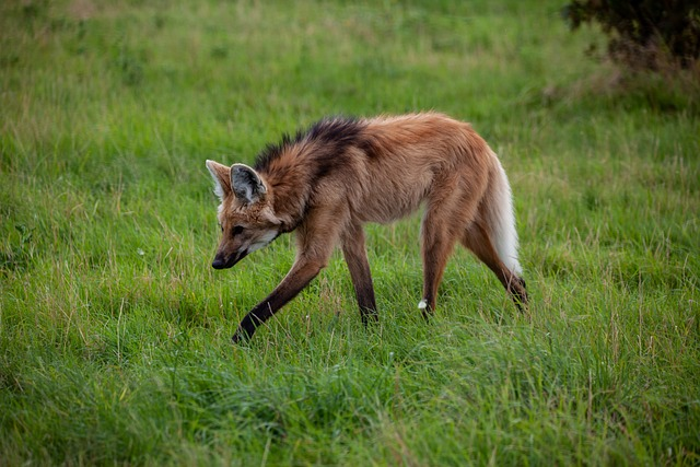 maned wolf, grassland, savanah