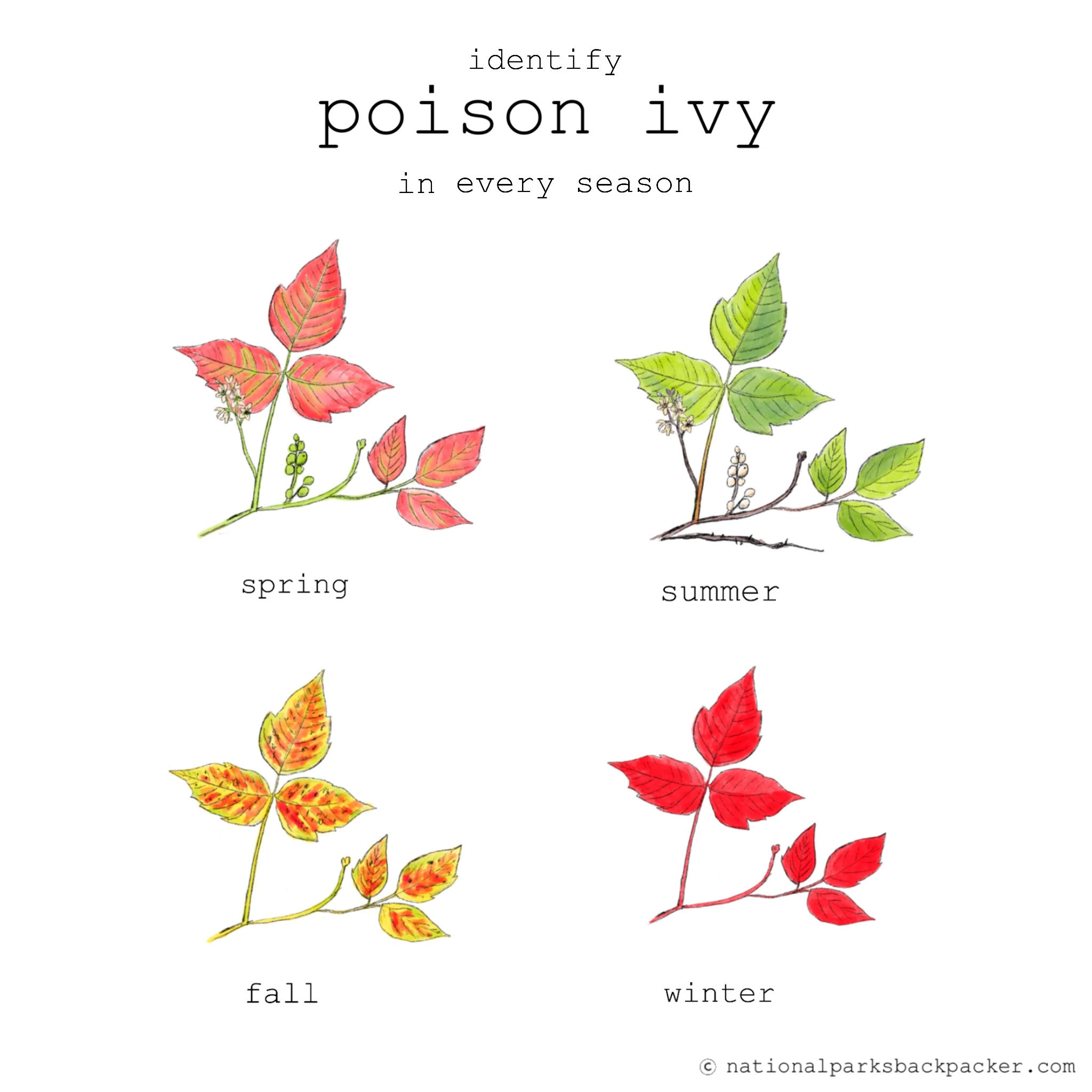 How To Spot Poison Ivy National Parks Backpacker how-to-spot-poison-ivy-national-parks-backpacker