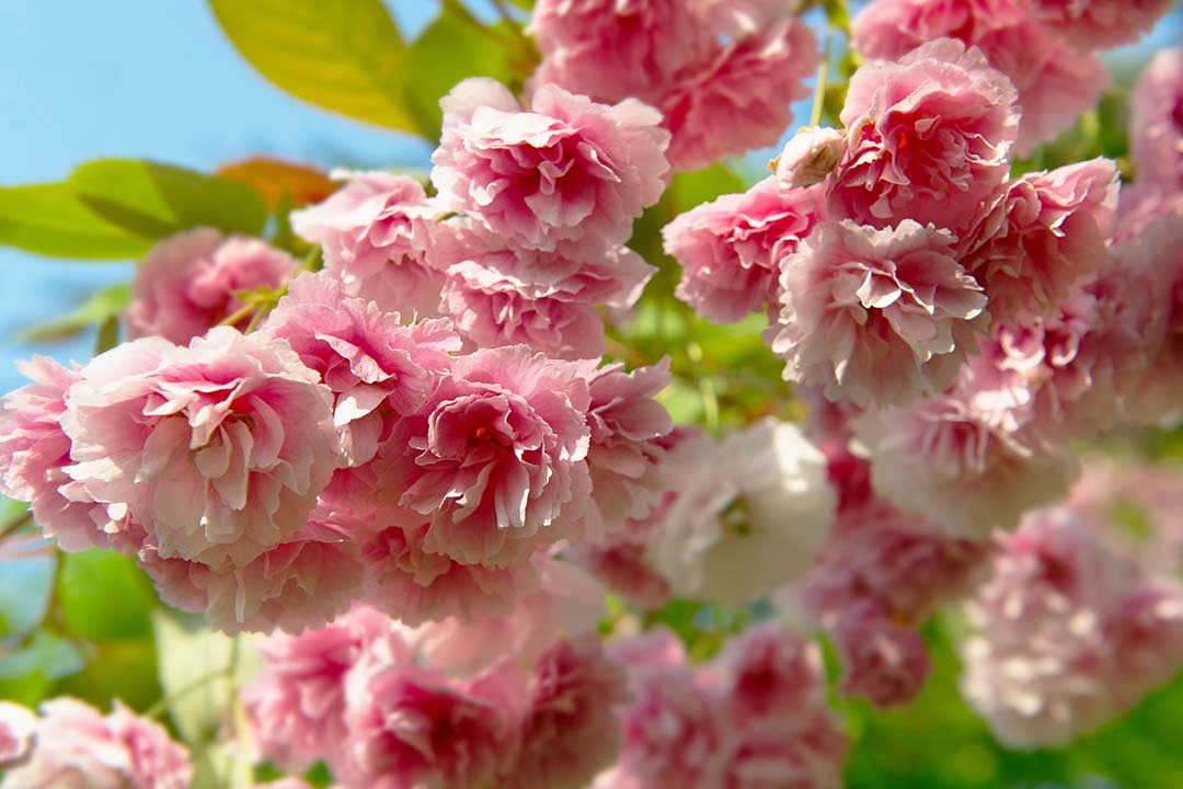 Blooming cherry tree with pink flowers