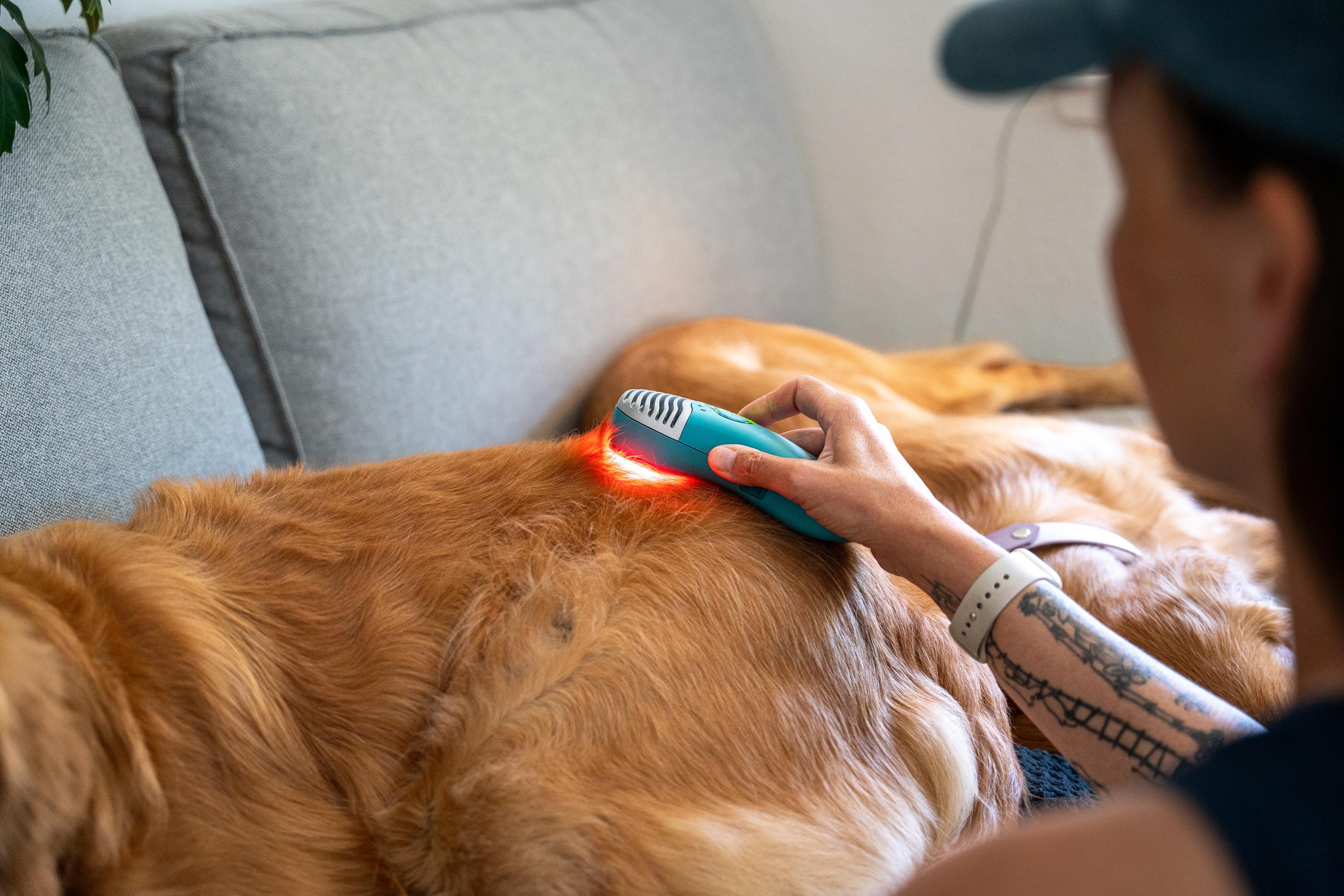 How red light therapy supports agility dogs