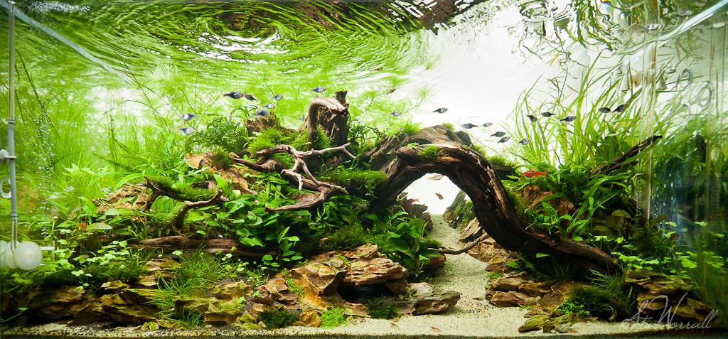 Choosing right plants is very important